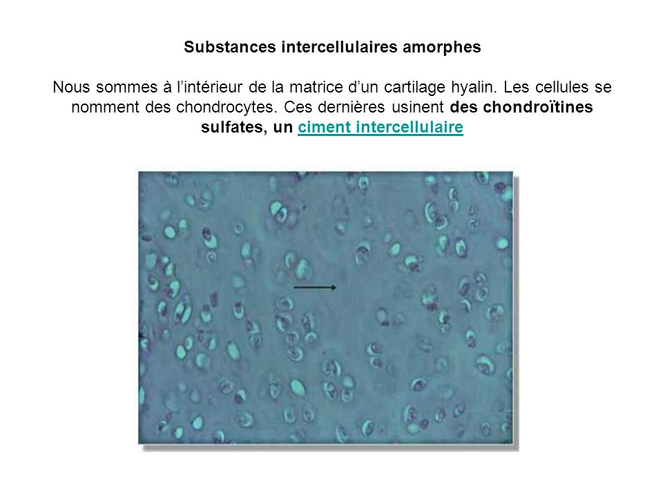 Substances intercellulaires amorphes Nous sommes à l’intérieur de la matrice d’un cartilage hyalin.