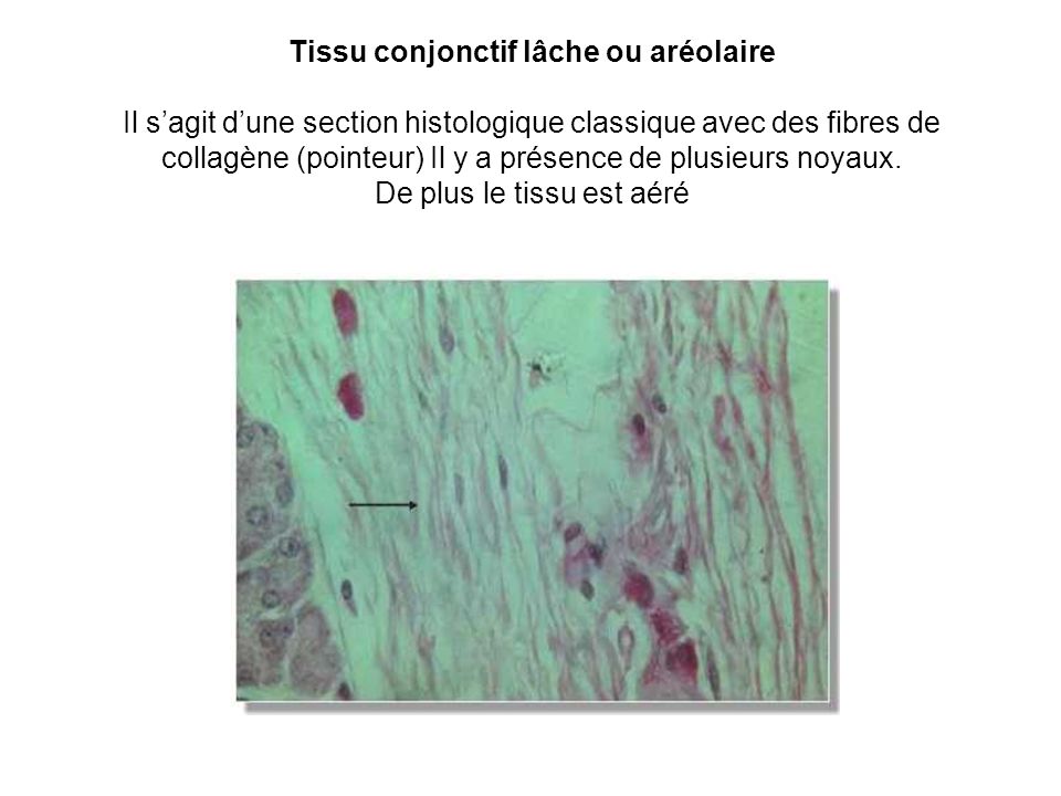 Tissu conjonctif lâche ou aréolaire Il s’agit d’une section histologique classique avec des fibres de collagène (pointeur) Il y a présence de plusieurs noyaux.