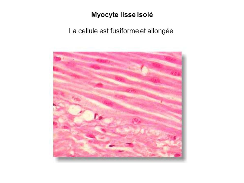 Myocyte lisse isolé La cellule est fusiforme et allongée.