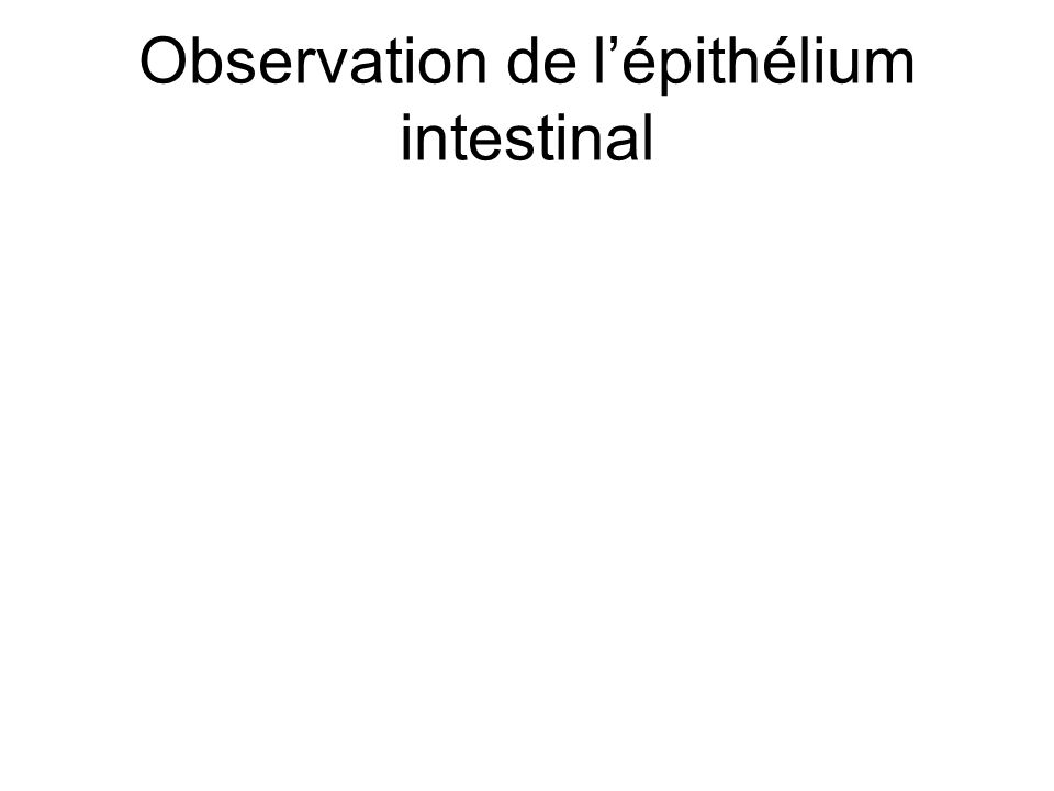Observation de l’épithélium intestinal