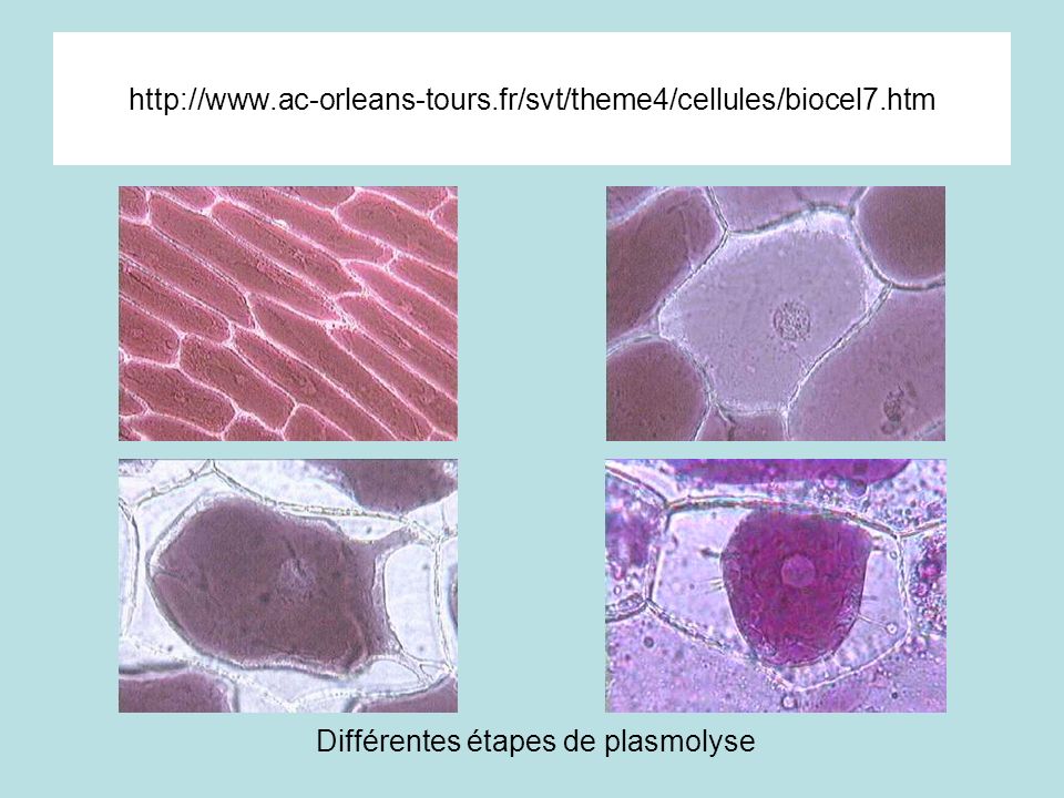 Différentes étapes de plasmolyse