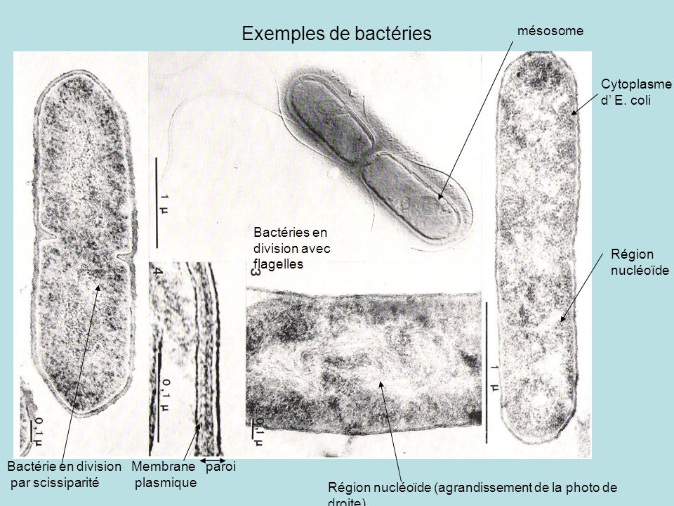 Exemples de bactéries mésosome Cytoplasme d’ E. coli