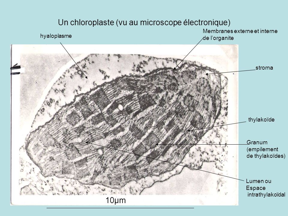 Un chloroplaste (vu au microscope électronique)