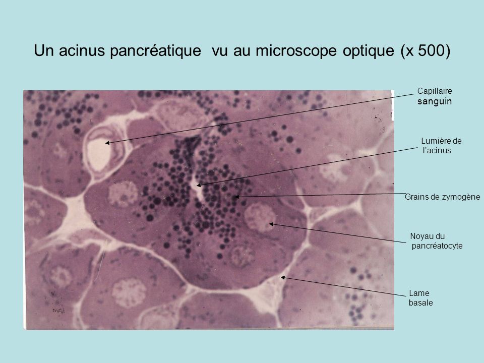 Un acinus pancréatique vu au microscope optique (x 500)