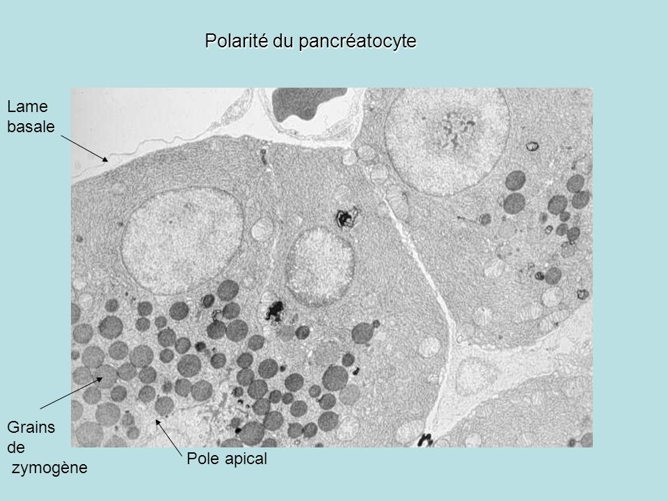 Polarité du pancréatocyte