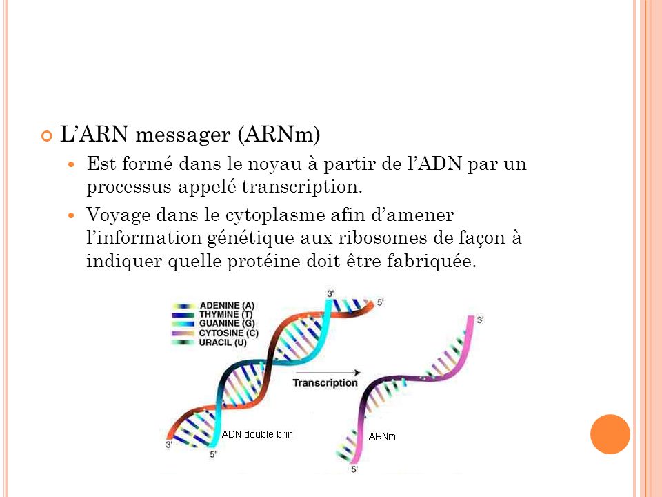 L’ARN messager (ARNm) Est formé dans le noyau à partir de l’ADN par un processus appelé transcription.