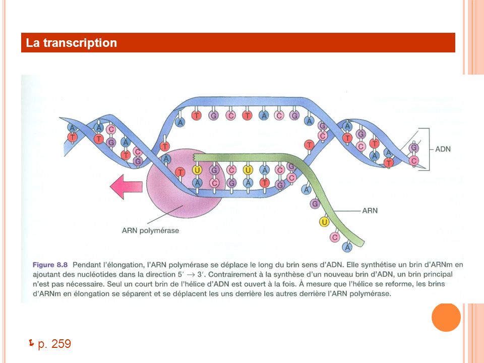 La transcription Comment l’ARN polymérase sait où commencer la synthèse de l’ARNm Séquence promoteur.