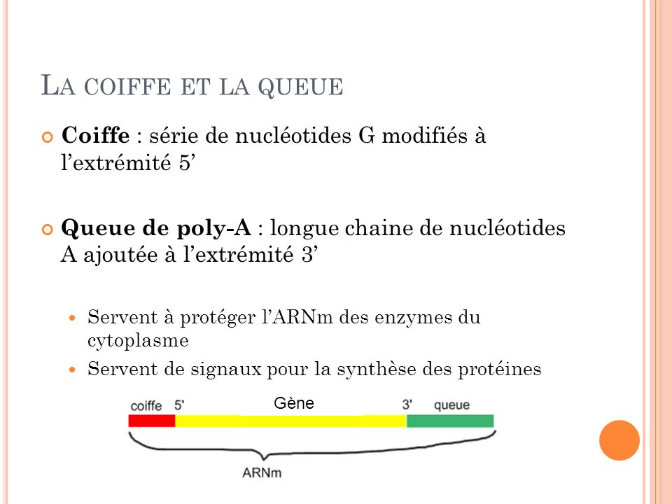 La coiffe et la queue Coiffe : série de nucléotides G modifiés à l’extrémité 5’
