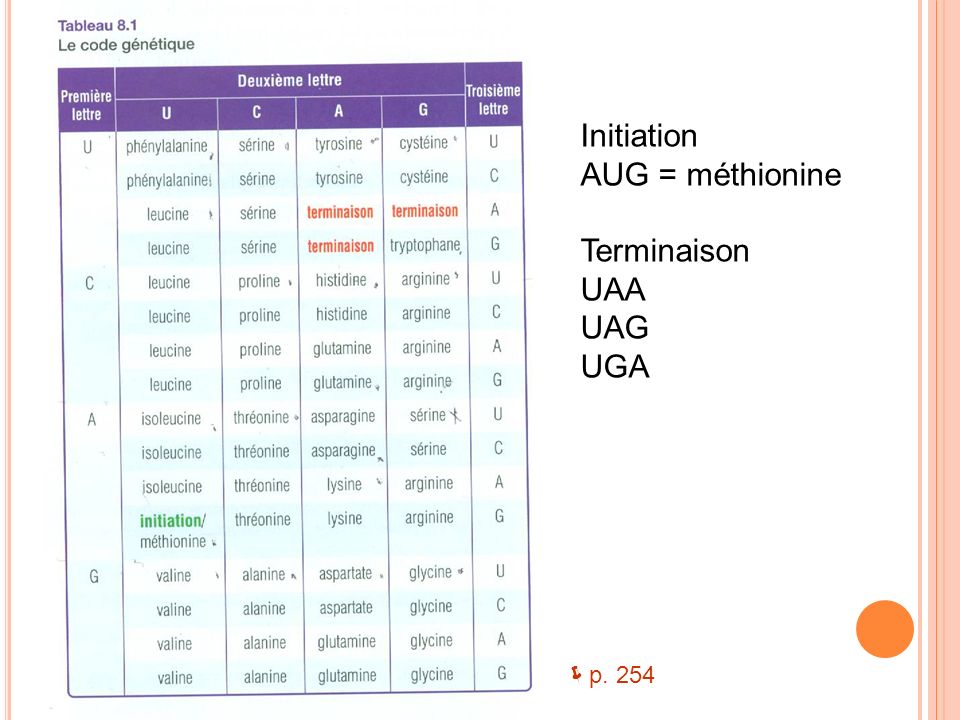 Initiation AUG = méthionine Terminaison UAA UAG UGA p. 254