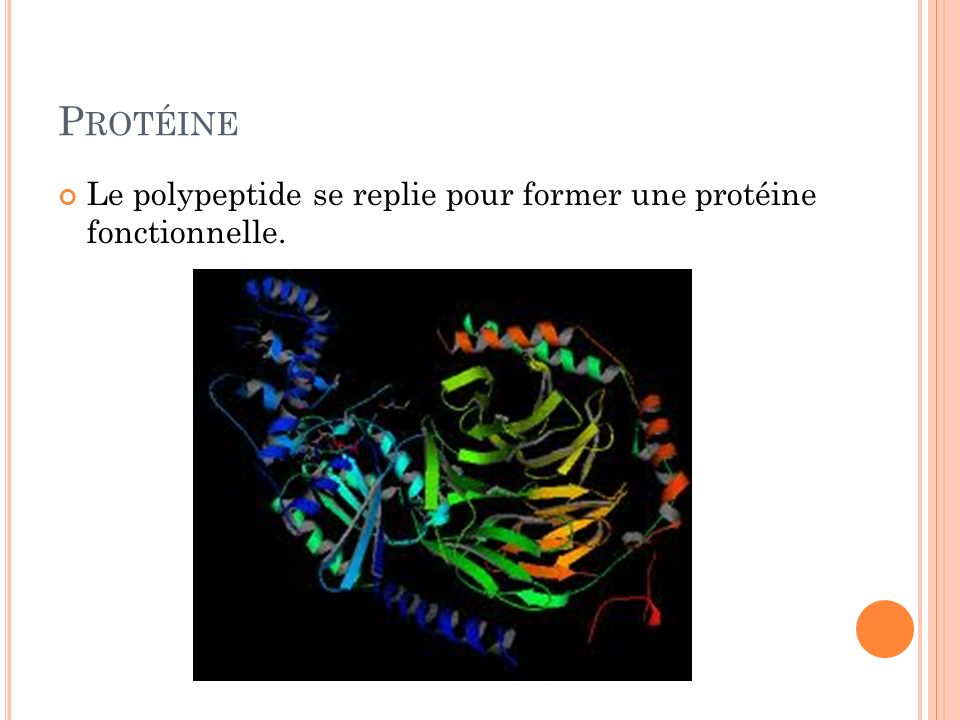 Protéine Le polypeptide se replie pour former une protéine fonctionnelle.