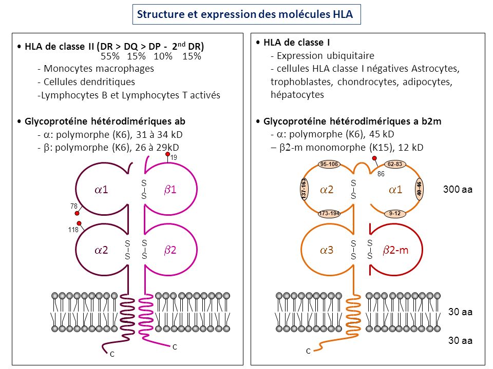 Structure et expression des molécules HLA