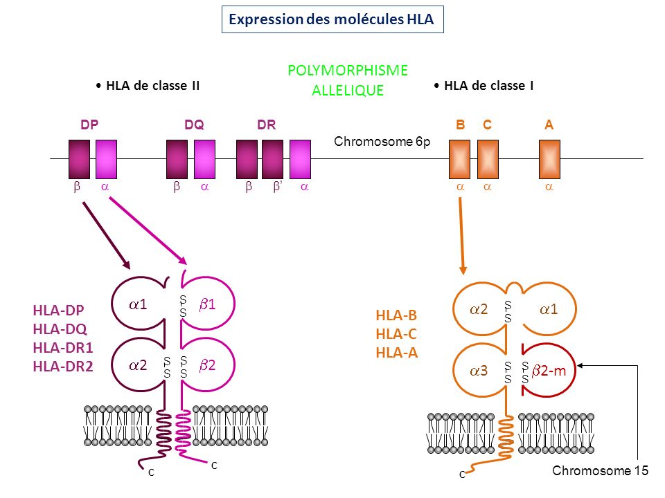 Expression des molécules HLA