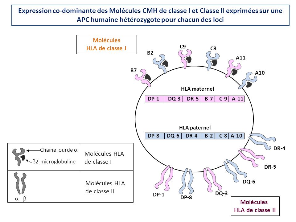 Expression co-dominante des Molécules CMH de classe I et Classe II exprimées sur une APC humaine hétérozygote pour chacun des loci