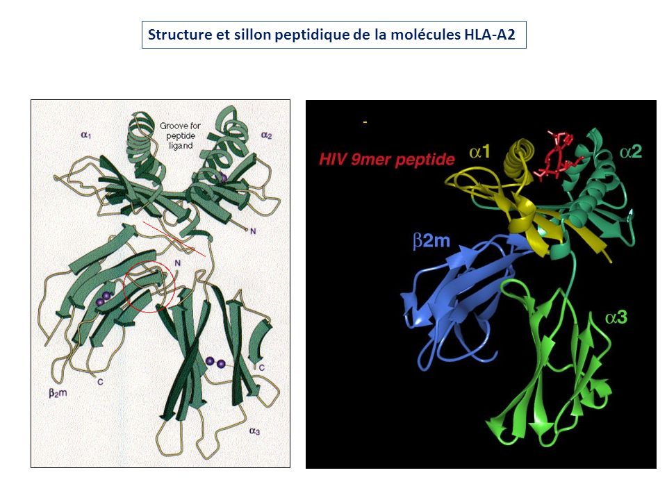 Structure et sillon peptidique de la molécules HLA-A2