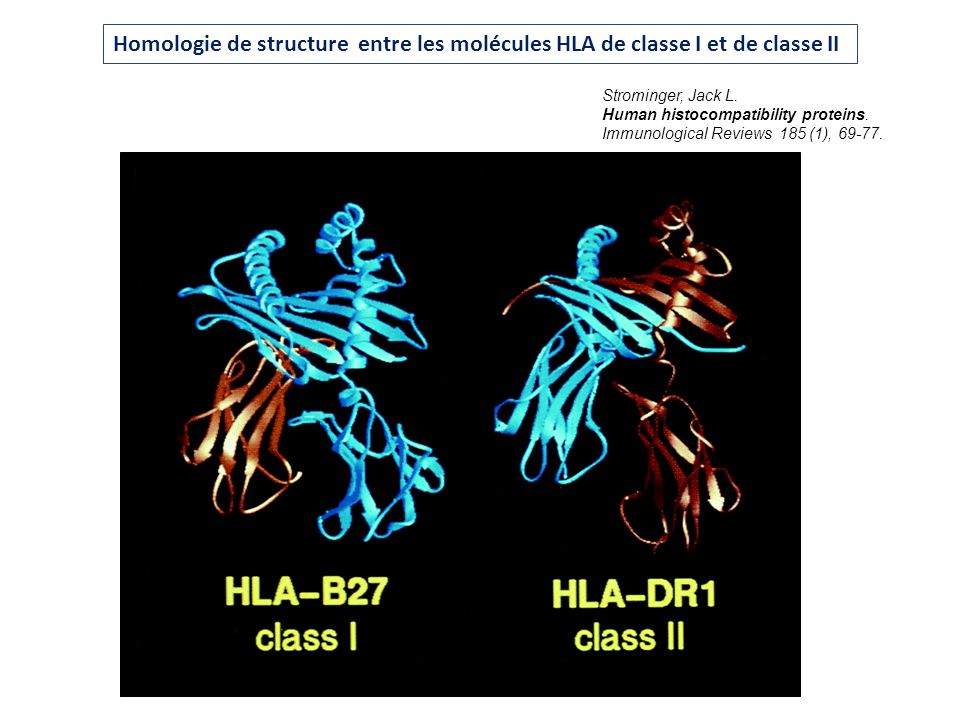 Homologie de structure entre les molécules HLA de classe I et de classe II