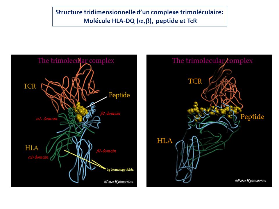 Structure tridimensionnelle d’un complexe trimoléculaire: Molécule HLA-DQ (a,b), peptide et TcR