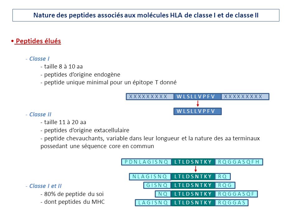 Nature des peptides associés aux molécules HLA de classe I et de classe II