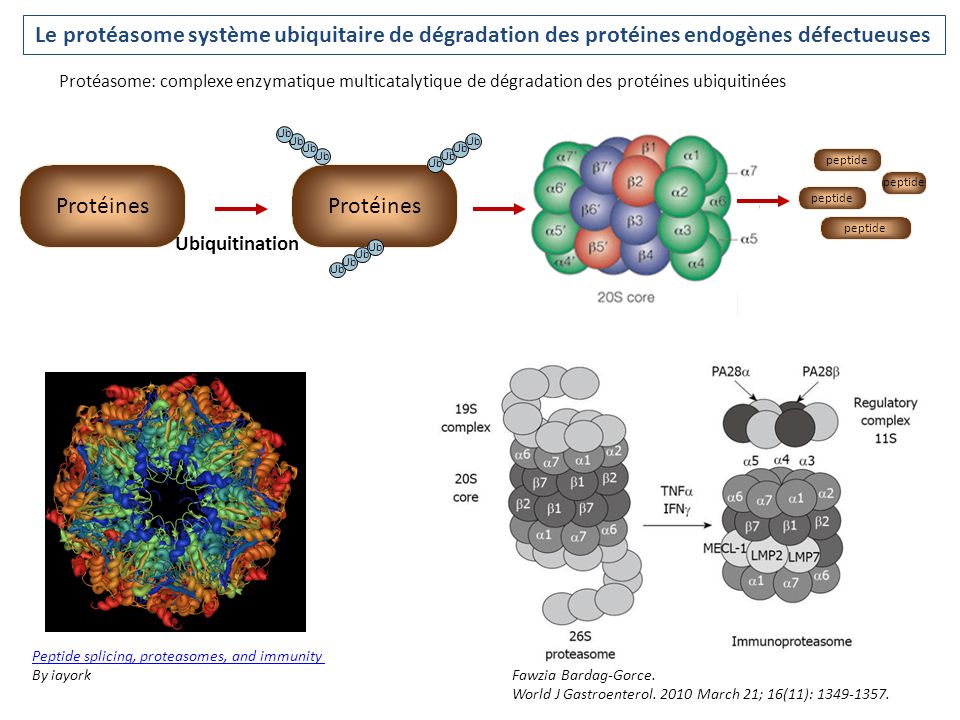 Le protéasome système ubiquitaire de dégradation des protéines endogènes défectueuses