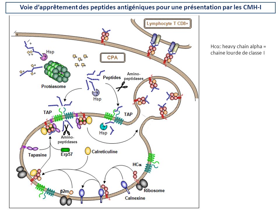 Voie d’apprêtement des peptides antigéniques pour une présentation par les CMH-I