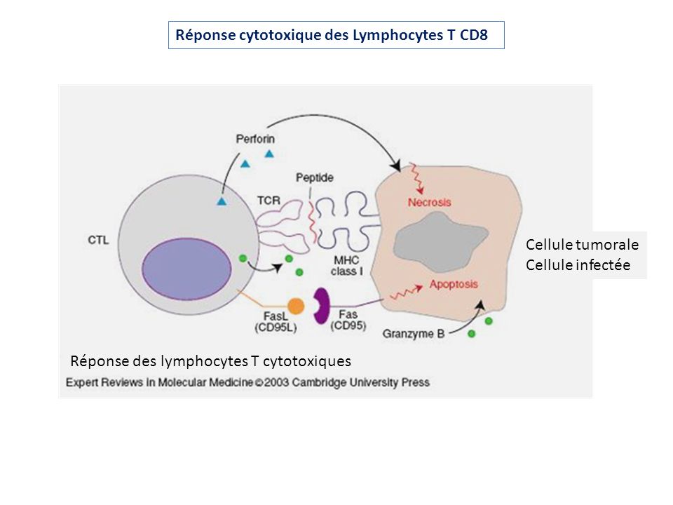 Réponse cytotoxique des Lymphocytes T CD8