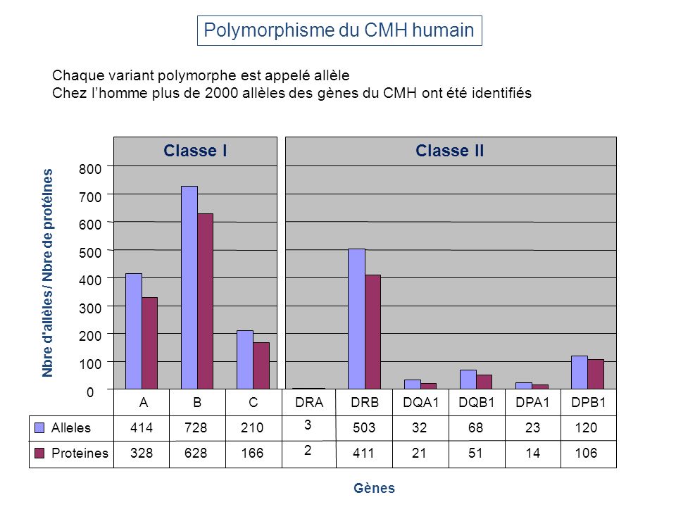 Polymorphisme du CMH humain