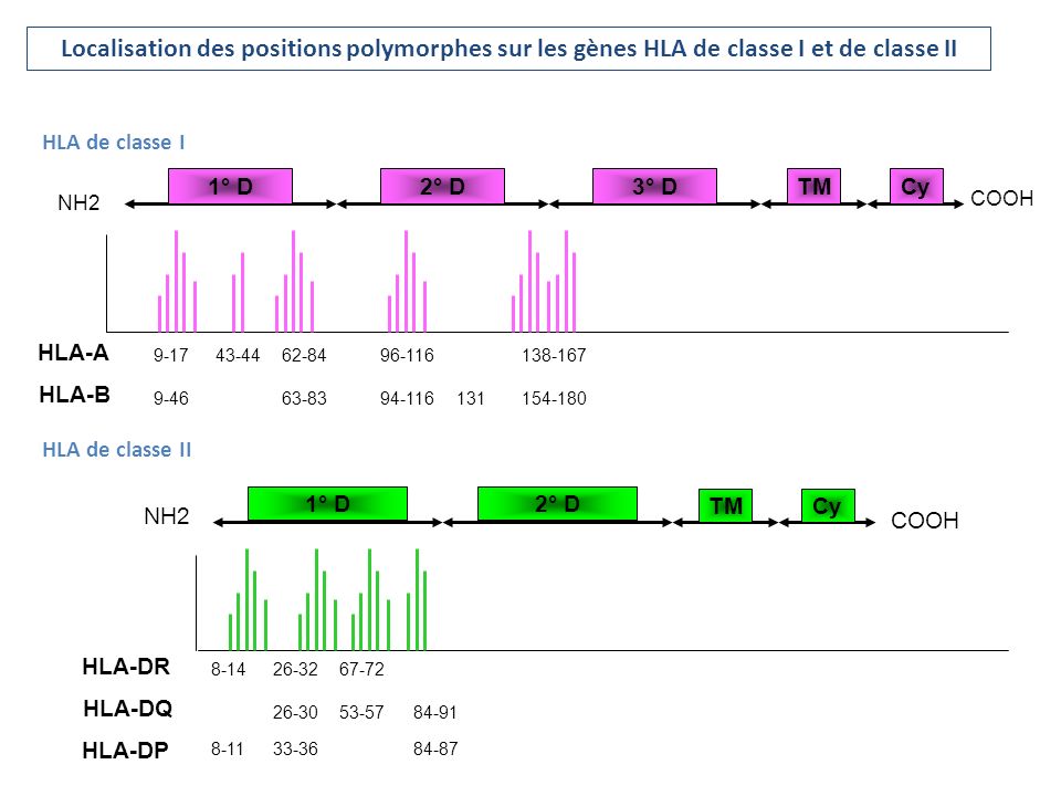 Localisation des positions polymorphes sur les gènes HLA de classe I et de classe II