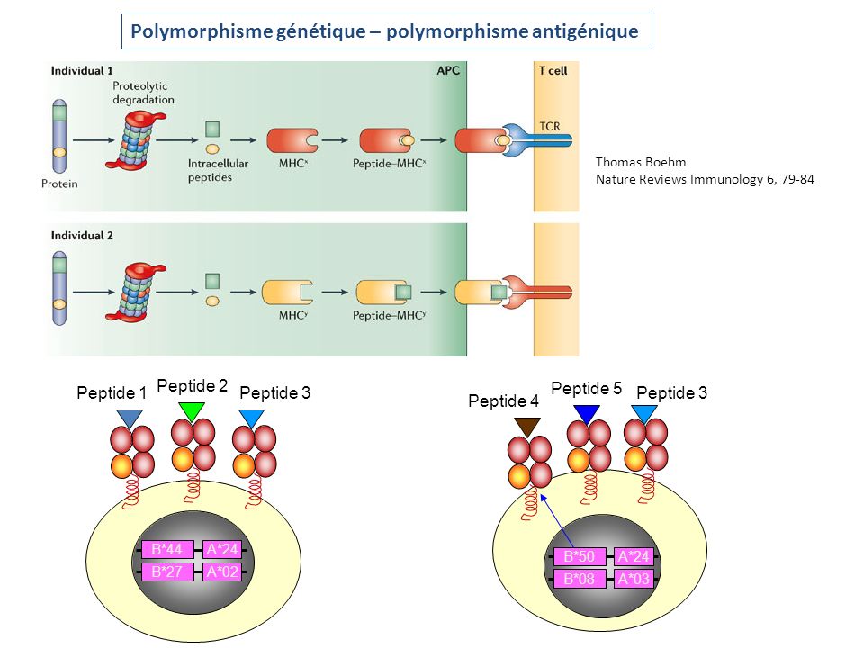 Polymorphisme génétique – polymorphisme antigénique
