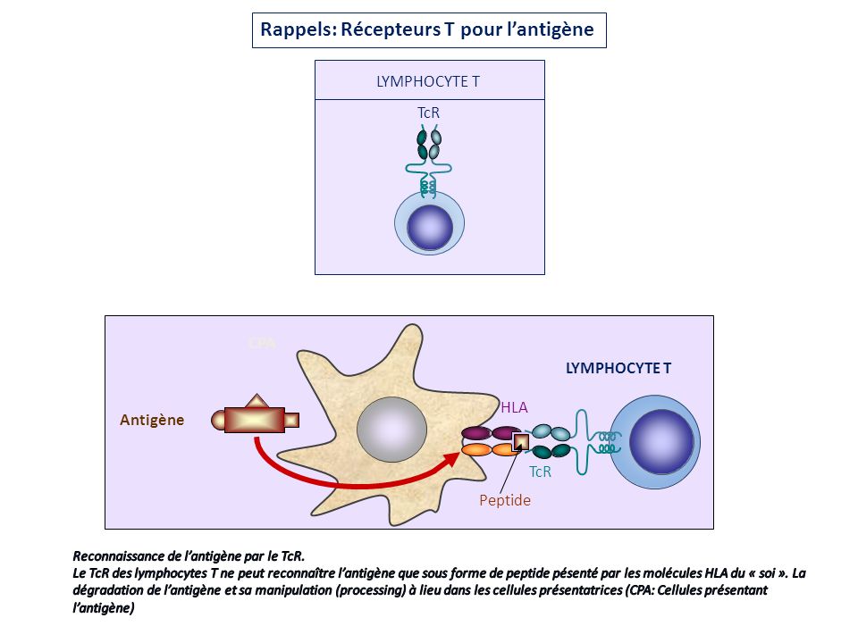 Rappels: Récepteurs T pour l’antigène
