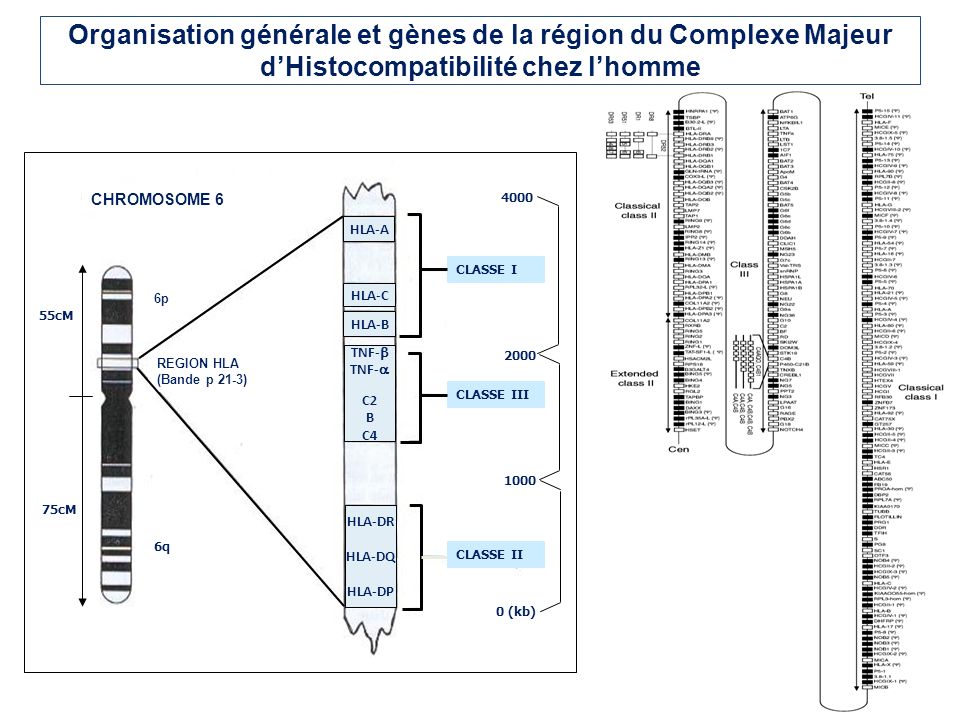 Organisation générale et gènes de la région du Complexe Majeur d’Histocompatibilité chez l’homme