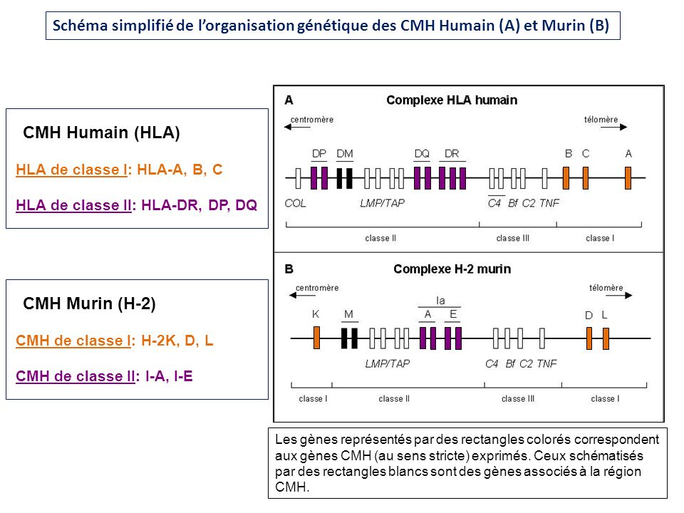 Schéma simplifié de l’organisation génétique des CMH Humain (A) et Murin (B)