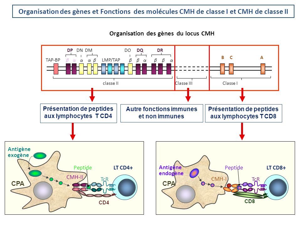 Organisation des gènes du locus CMH