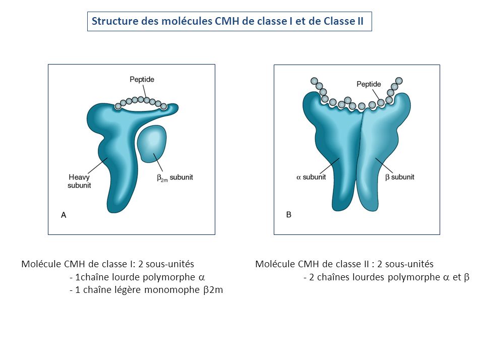 Structure des molécules CMH de classe I et de Classe II