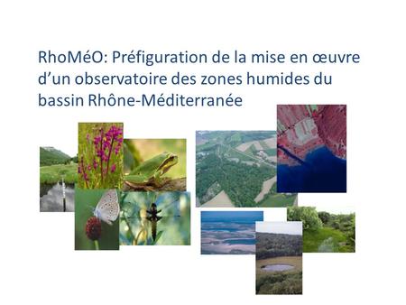 RhoMéO: Préfiguration de la mise en œuvre d’un observatoire des zones humides du bassin Rhône-Méditerranée.