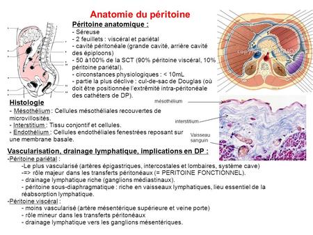 Anatomie du péritoine Péritoine anatomique : Histologie