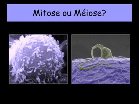 Mitose ou Méiose?.