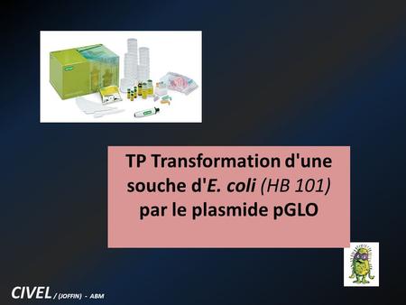 TP Transformation d'une souche d'E. coli (HB 101) par le plasmide pGLO