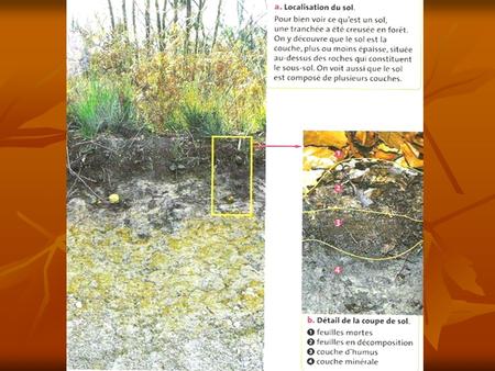 Végétation Litière Feuilles en décomposition Couche d’humus Couche minérale Sous-sol (roche) S O L Schéma de la composition du sol Le sol est une superposition.