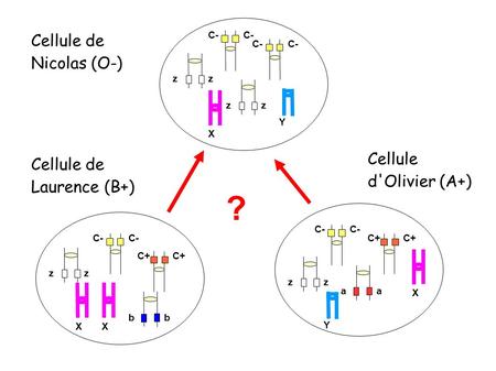 Cellule de Nicolas (O-) Cellule de Laurence (B+) Cellule d'Olivier (A+) C- C+ zz aa X Y C- C+ zz bb XX C- zz zz Y X ?