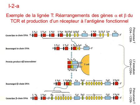 I-2-a Exemple de la lignée T: Réarrangements des gènes a et b du TCR et production d’un récepteur à l’antigène fonctionnel Précurseur T CD4- / CD8- LT.