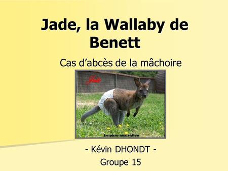 Jade, la Wallaby de Benett