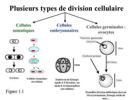 Plusieurs types de division cellulaire