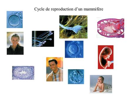 Cycle de reproduction d’un mammifère