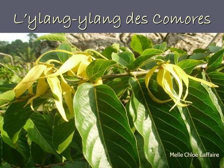 L’ylang-ylang des Comores