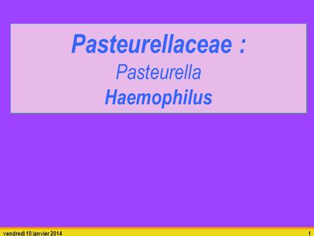 Pasteurellaceae : Pasteurella Haemophilus