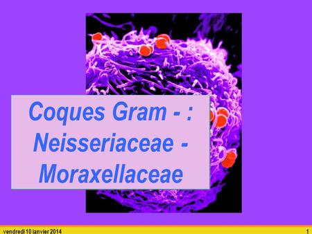 Coques Gram - : Neisseriaceae - Moraxellaceae
