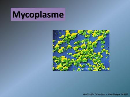 Mycoplasme Civel / Joffin / Karczinski - Microbiologie / ABM2.
