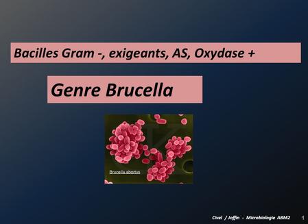 Genre Brucella Bacilles Gram -, exigeants, AS, Oxydase +