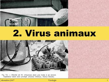 2. Virus animaux décembre 2007 Virologie.