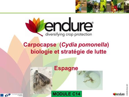 Carpocapse (Cydia pomonella) biologie et stratégie de lutte