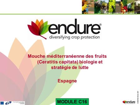 Mouche méditerranéenne des fruits (Ceratitis capitata) biologie et stratégie de lutte Espagne MODULE C16.